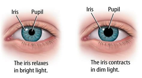 what is the function of iris and pupil class 8