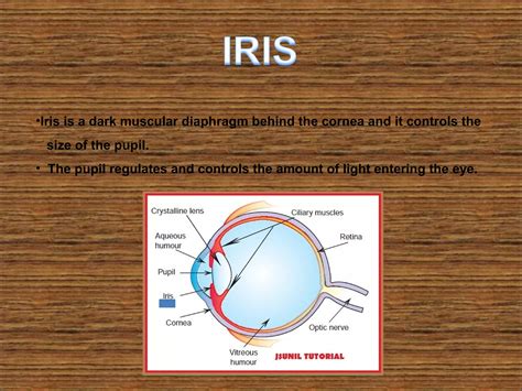what is the function of iris and pupil in human eye class 10