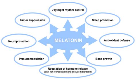 what is the function of melatonin quizlet