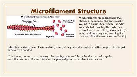 What Is The Function Of Microfilaments