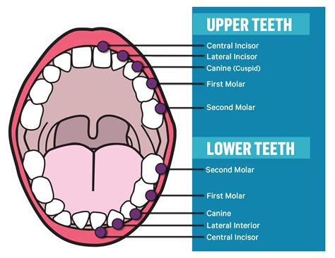 what is the function of molar