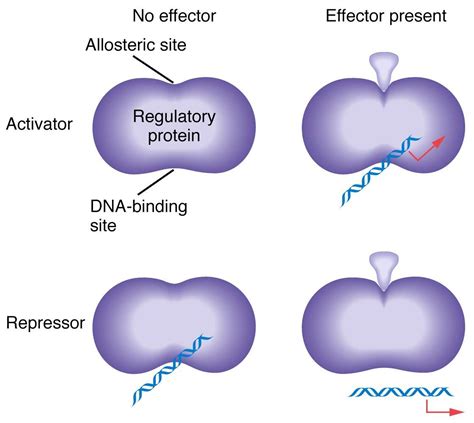 What Is The Function Of Negative Regulator Genes