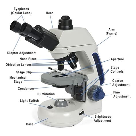 what is the function of objective lens in compound microscope