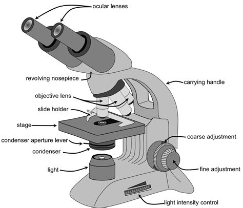 what is the function of ocular lens in a microscope