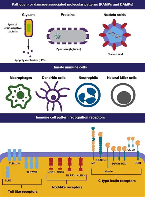 what is the function of pattern recognition receptors