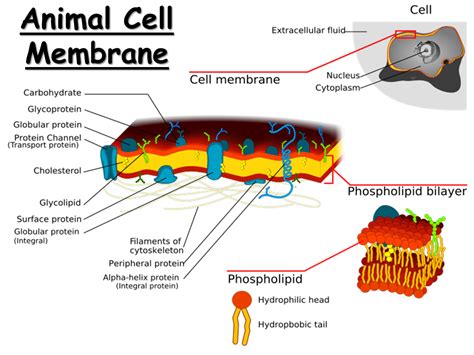 what is the function of plasma membrane in animal cell