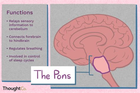 what is the function of pons in brain class 10