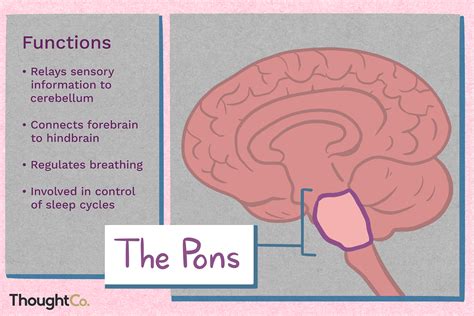 what is the function of pons in brain class 10th