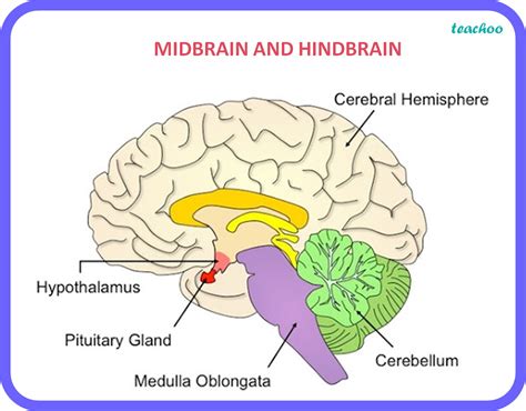 what is the function of pons in human brain class 10