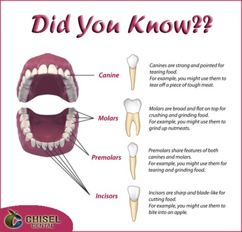 what is the function of premolar tooth