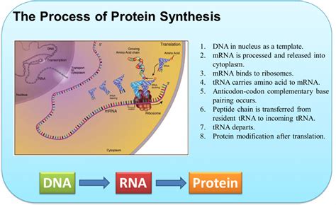 what is the function of protein synthesis in biology
