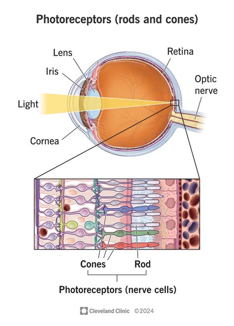what is the function of rods on the retina class 10