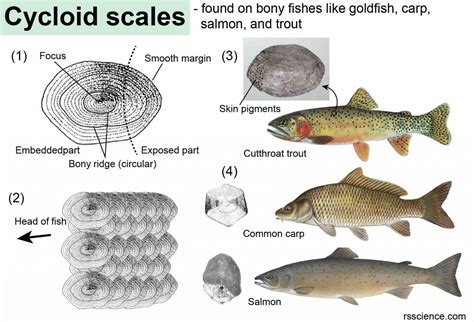 what is the function of scale in fish