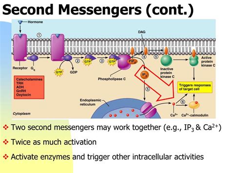 what is the function of second messengers