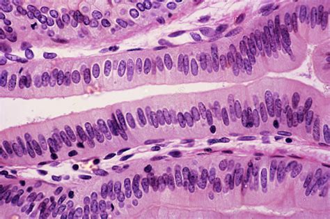 What Is The Function Of Simple Columnar Epithelial Tissue