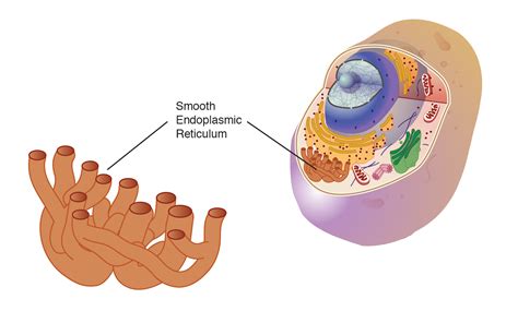 what is the function of smooth endoplasmic reticulum in animal cell
