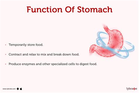 what is the function of stomach for class 3