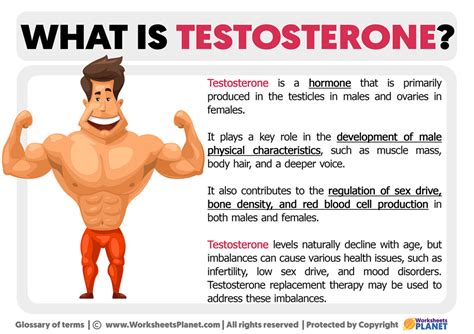 what is the function of testosterone quizlet