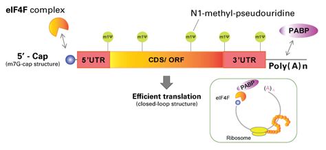 What Is The Function Of The 5' Cap In Eukaryotic Mrna