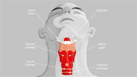 what is the function of the adam's apple