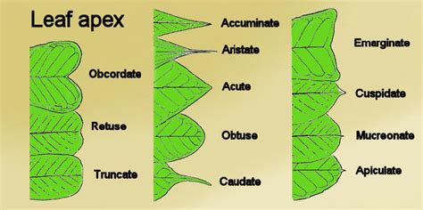 what is the function of the apex of a leaf