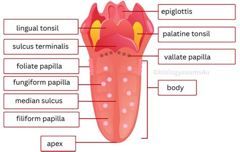 what is the function of the apex of tongue