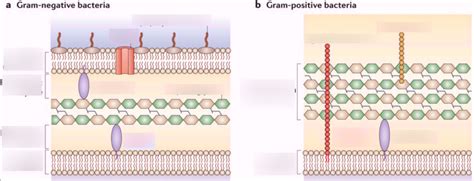 What Is The Function Of The Bacterial Cell Wall Quizlet
