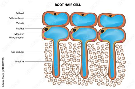 What Is The Function Of The Cell Wall In A Root Hair Cell