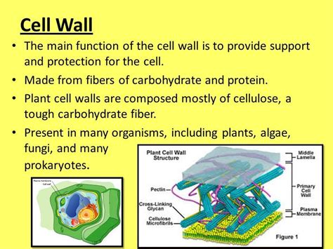What Is The Function Of The Cell Wall Short Answer