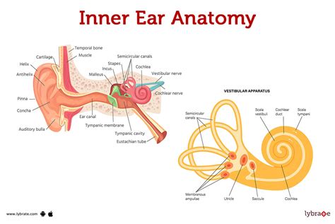 what is the function of the cochlea in ear