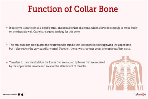 what is the function of the collar bone