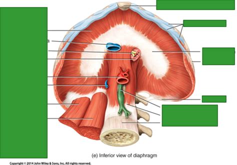 What Is The Function Of The Diaphragm Quizlet