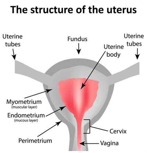 what is the function of the endometrium in the uterus