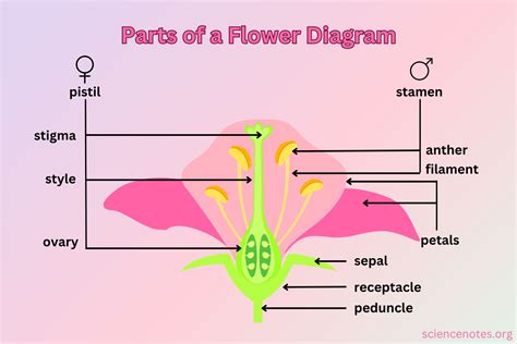 What Is The Function Of The Flower Structure Of A Producer