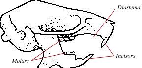 what is the function of the incisors in a rat