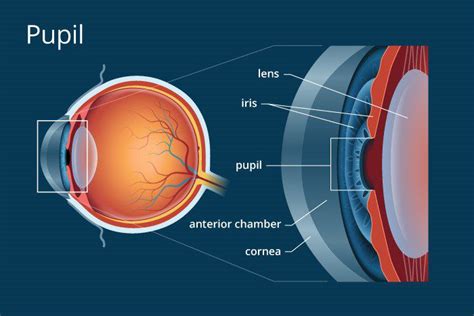 what is the function of the iris and pupil in the human eye