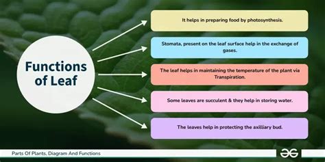 What Is The Function Of The Leaf