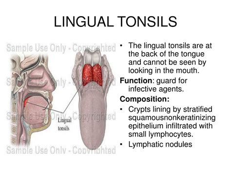 What Is The Function Of The Lingual Tonsils