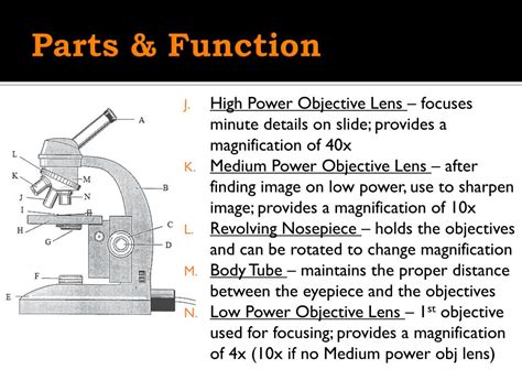 what is the function of the low power objective lens in a microscope