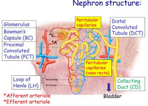 What Is The Function Of The Peritubular Capillaries Quizlet