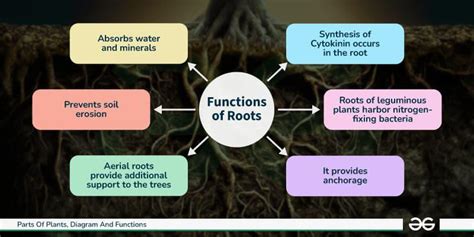 What Is The Function Of The Roots In A Flower