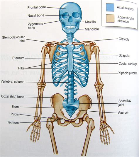 what is the function of the skeleton in human body
