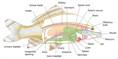 What Is The Function Of The Spleen In A Fish