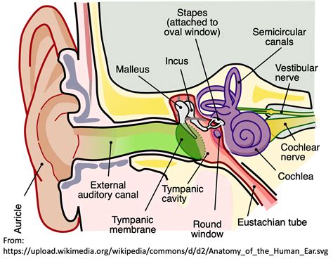 what is the function of the tympanic membrane in the ear
