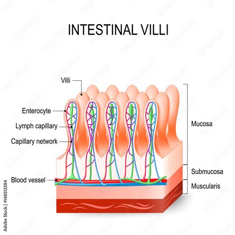 What Is The Function Of Villi In The Food Processing In The Small Intestine
