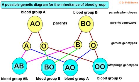 what is the genetic basis of blood group inheritance