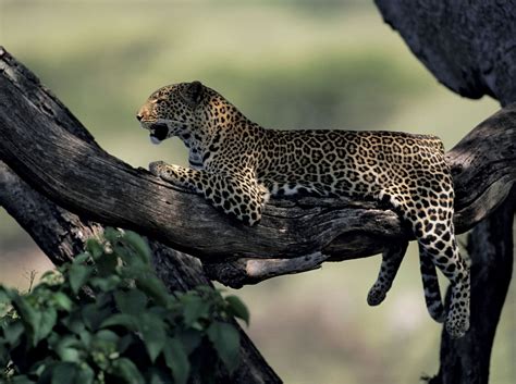 what is the habitat of a leopard