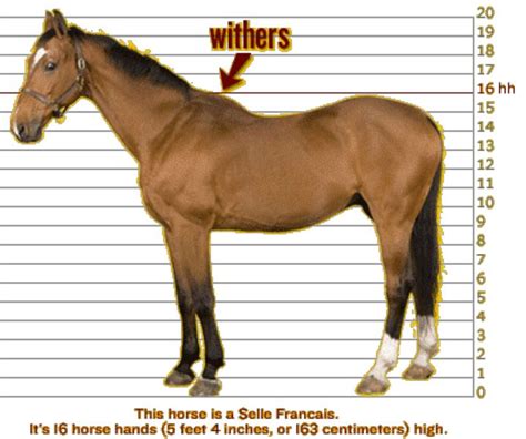 what is the height of a horse measured in