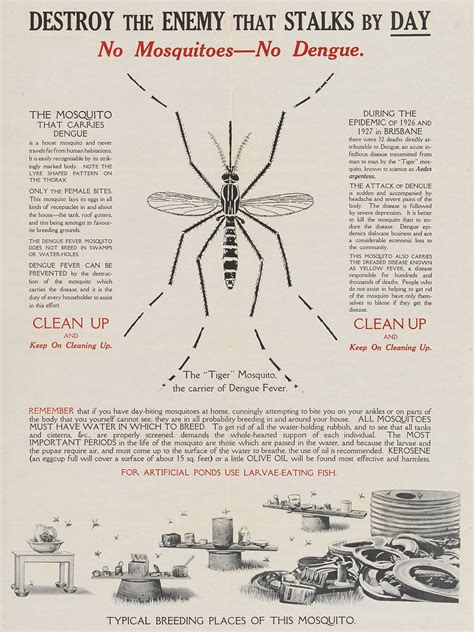 what is the history of dengue