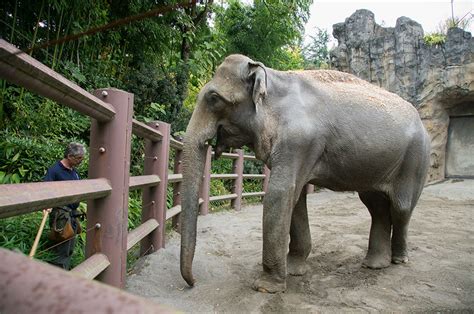 What Is The Home Of An Elephant